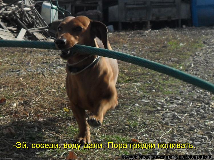 -Эй, соседи, воду дали. Пора грядки поливать.... Котоматрица: -Эй, соседи, воду дали. Пора грядки поливать.