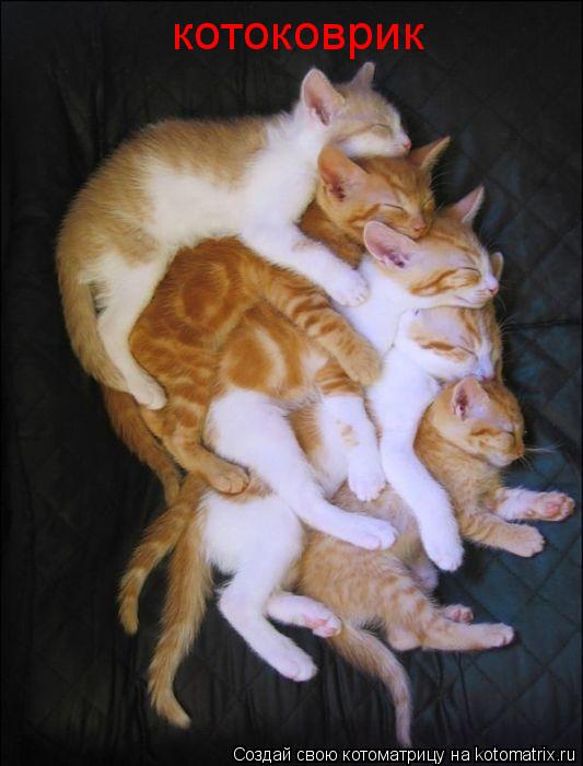 котоковрик... Котоматрица: котоковрик