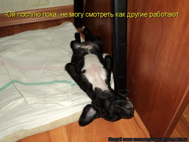 -Ой посплю пока, не могу смотреть как другие работают.... Котоматрица: -Ой посплю пока, не могу смотреть как другие работают.