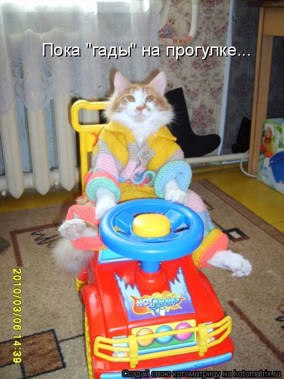 Пока "гады" на прогулке...... Котоматрица: Пока "гады" на прогулке...