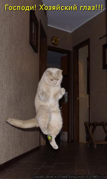 Котоматрица: Господи! Хозяйский глаз!!!