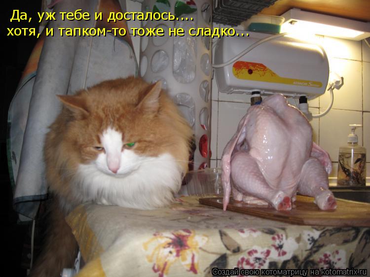 Котоматрица: Да, уж тебе и досталось.... хотя, и тапком-то тоже не сладко...