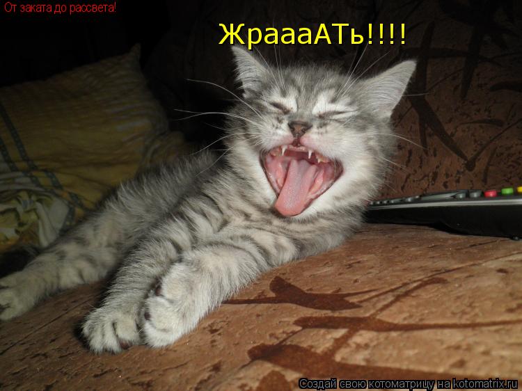 Котоматрица: От заката до рассвета! ЖраааАТь!!!!