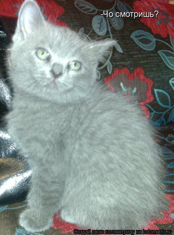 Котоматрица: -Чо смотришь?