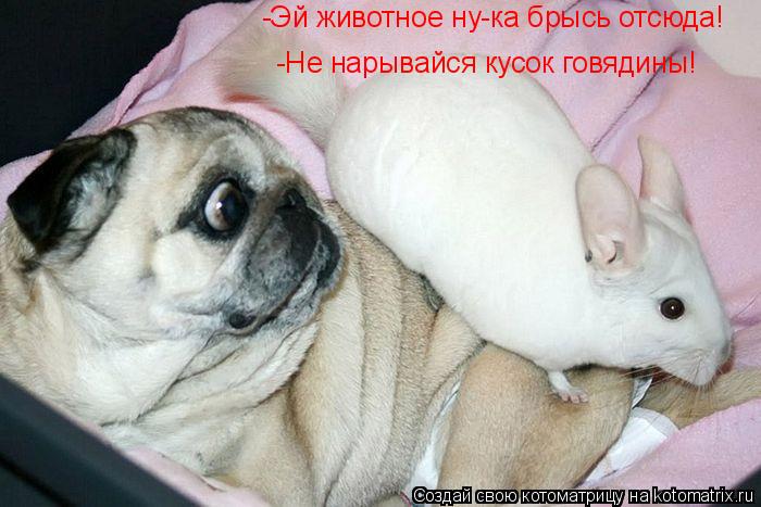 Котоматрица: -Эй животное ну-ка брысь отсюда! -Не нарывайся кусок говядины!