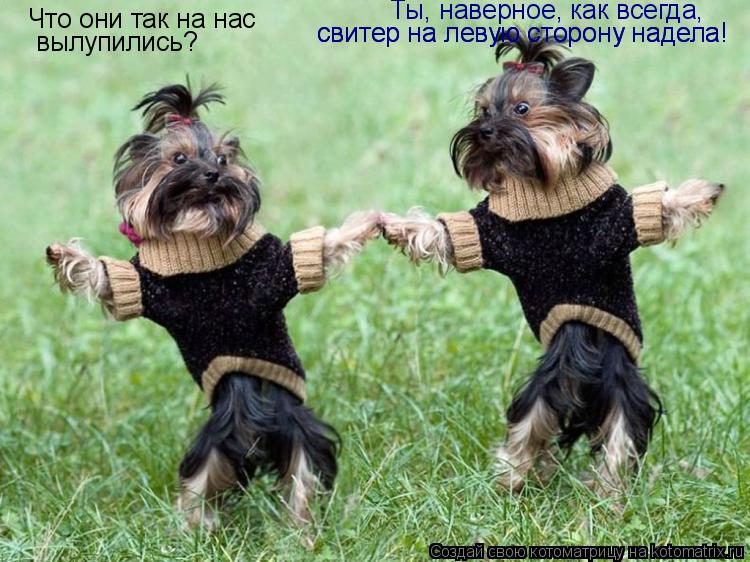 Котоматрица: Что они так на нас  вылупились? Ты, наверное, как всегда,  свитер на левую сторону надела! свитер на левую сторону надела!