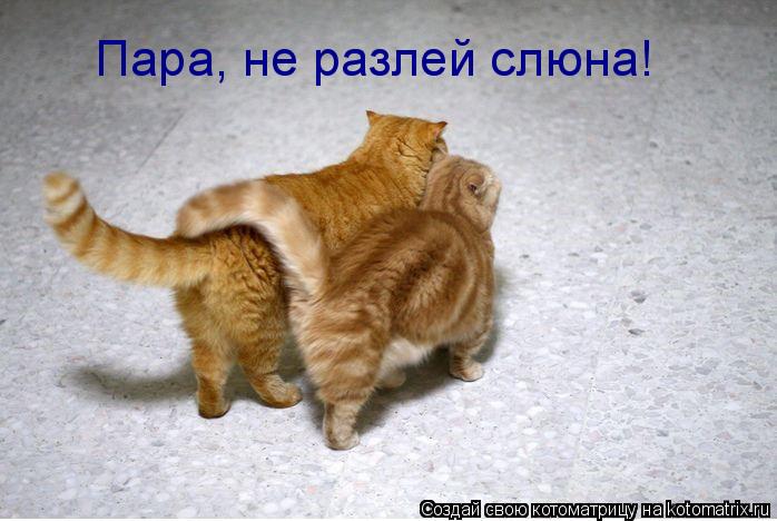 Котоматрица: Пара, не разлей слюна!