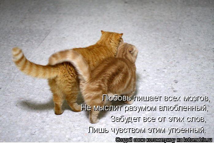 Котоматрица: Любовь лишает всех мозгов, Не мыслит разумом влюбленный, Забудет все от этих слов, Лишь чувством этим упоенный.