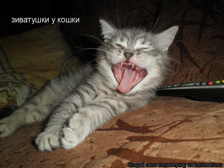 Котоматрица: зиватушки у кошки