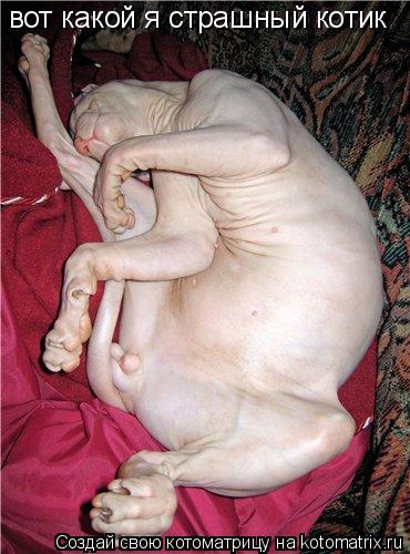 Котоматрица: вот какой я страшный котик