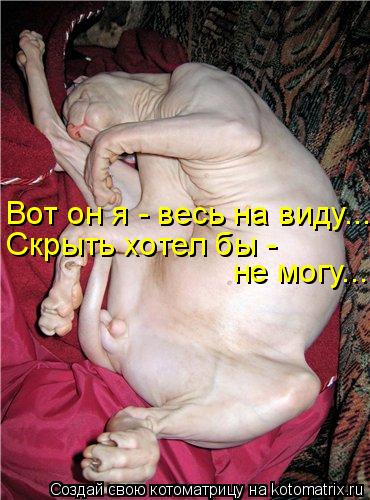 Котоматрица: Вот он я - весь на виду... Скрыть хотел бы -  не могу...