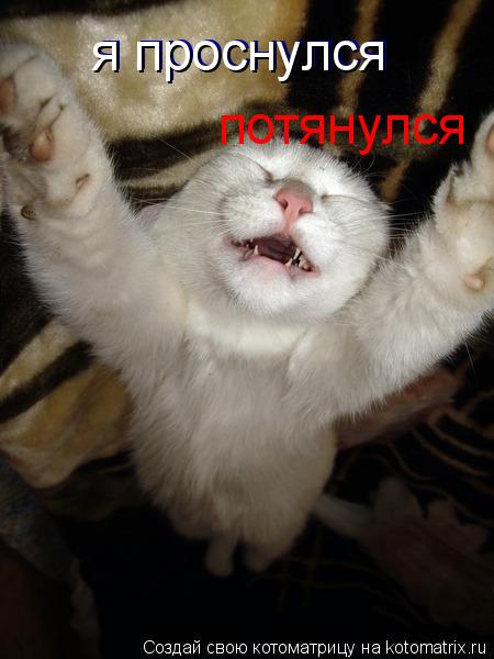 Котоматрица: я проснулся потянулся я проснулся
