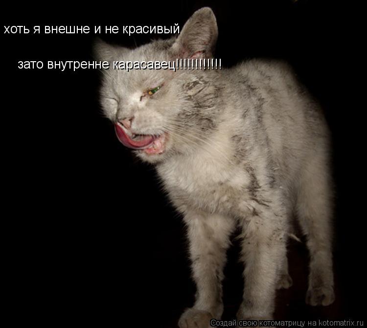 Котоматрица: хоть я внешне и не красивый  зато внутренне карасавец!!!!!!!!!!!!