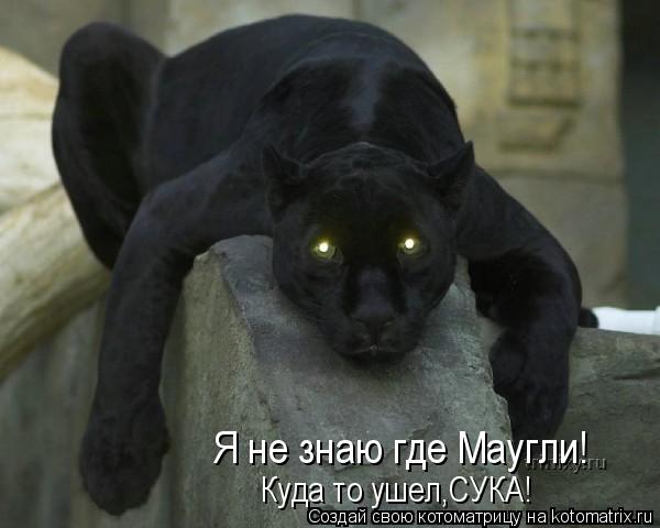 Котоматрица: Я не знаю где Маугли! Куда то ушел,СУКА!