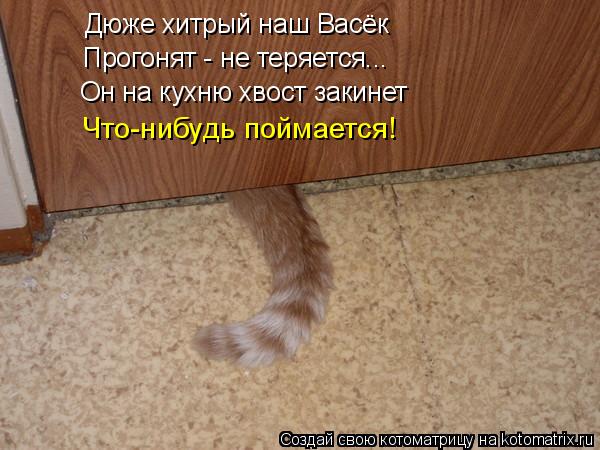 Котоматрица: Дюже хитрый наш Васёк Прогонят - не теряется... Он на кухню хвост закинет Что-нибудь поймается!