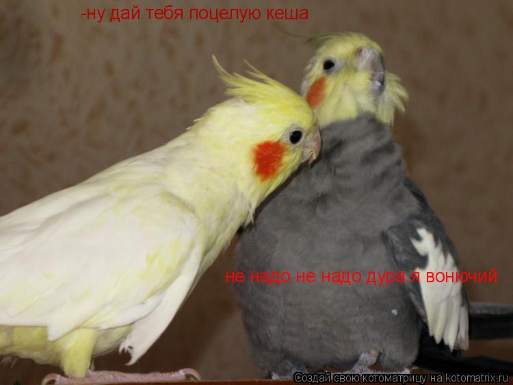 Котоматрица: -ну дай тебя поцелую кеша не надо не надо дура я вонючий