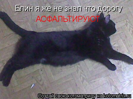 Котоматрица: Блин я же не знал что дорогу АСФАЛЬТИРУЮТ