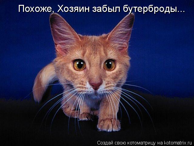 Котоматрица: Похоже, Хозяин забыл бутерброды...