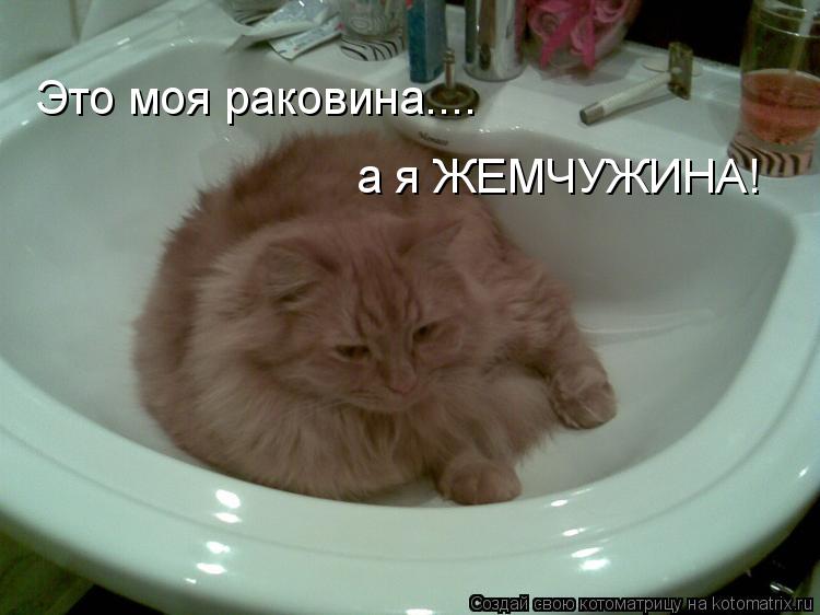 Котоматрица: Это моя раковина.... а я ЖЕМЧУЖИНА!