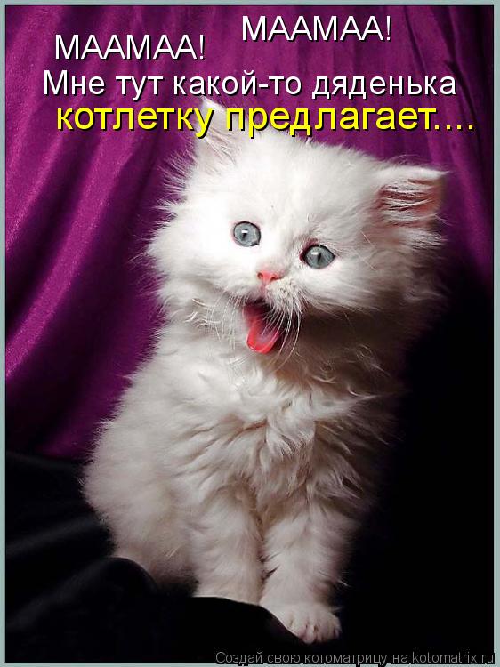 Котоматрица: МААМАА! МААМАА! Мне тут какой-то дяденька котлетку предлагает....