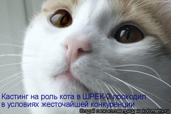 Котоматрица: Кастинг на роль кота в ШРЕК-2 проходил  в условиях жесточайшей конкуренции