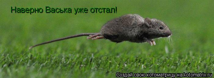 Котоматрица: Наверно Васька уже отстал!