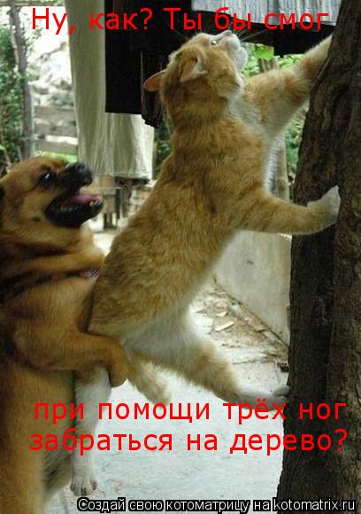 Котоматрица: Ну, как? Ты бы смог при помощи трёх ног  забраться на дерево?