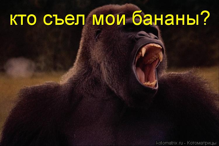 Котоматрица: кто съел мои бананы?