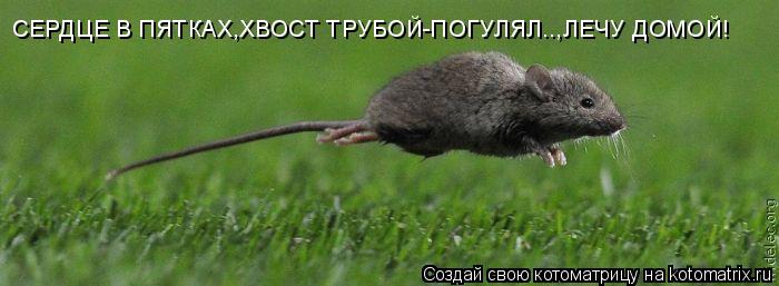 Котоматрица: СЕРДЦЕ В ПЯТКАХ,ХВОСТ ТРУБОЙ-ПОГУЛЯЛ..,ЛЕЧУ ДОМОЙ!