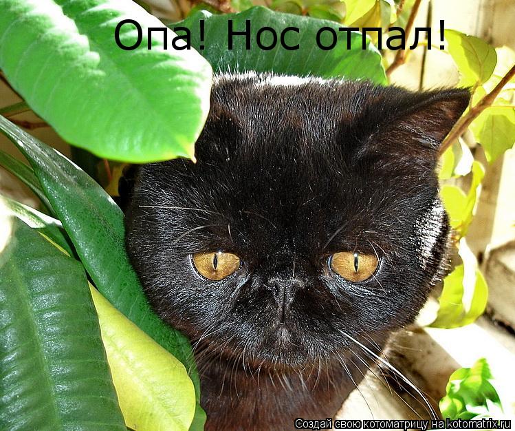 Котоматрица: Опа! Нос отпал!