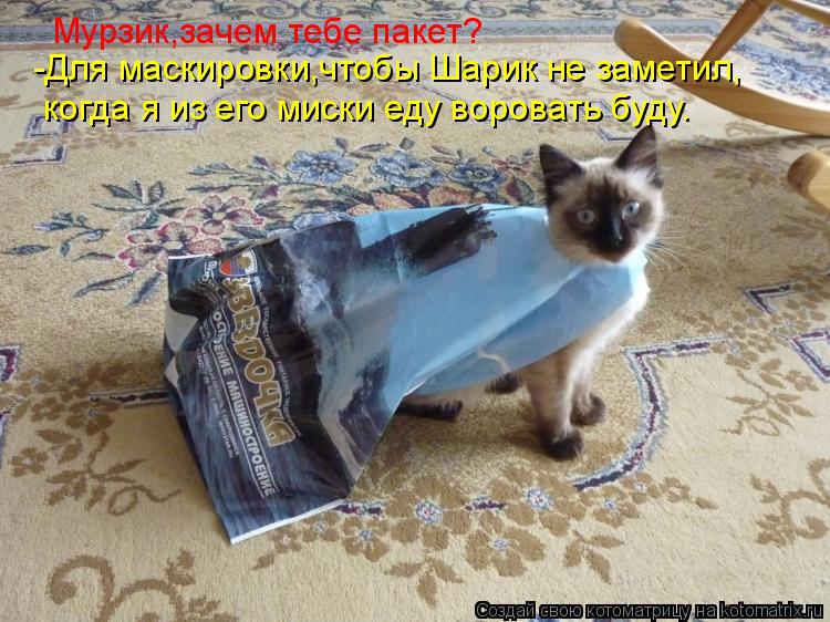 Котоматрица: Мурзик,зачем тебе пакет? -Для маскировки,чтобы Шарик не заметил, когда я из его миски еду воровать буду.
