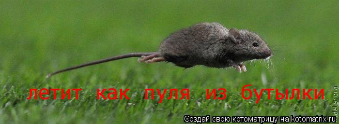 Котоматрица: летит  как  пуля  из  бутылки