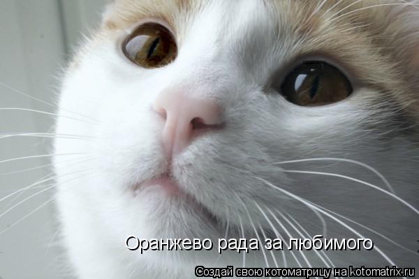 Котоматрица: Оранжево рада за любимого