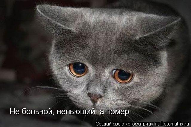 Котоматрица: Не больной, непьющий, а помер