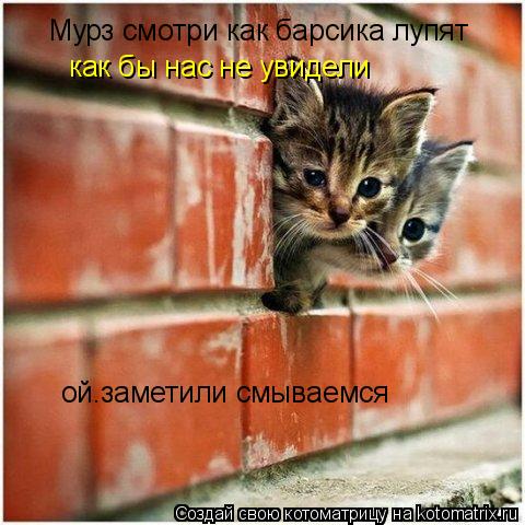 Котоматрица: Мурз смотри как барсика лупят как бы нас не увидели ой.заметили смываемся