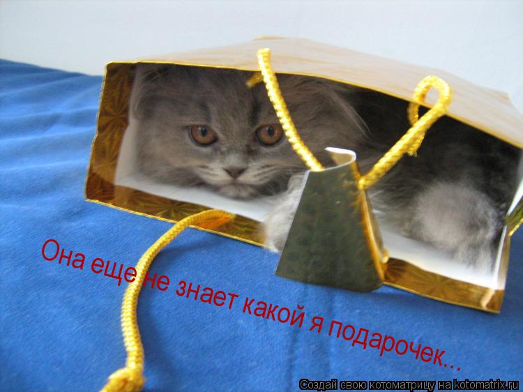 Она еще не знает какой я подарочек...... Котоматрица: Она еще не знает какой я подарочек...