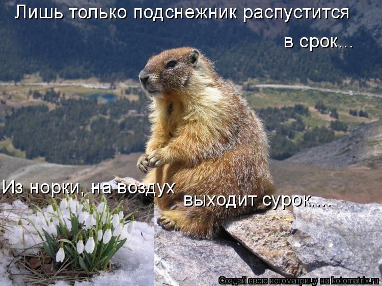 Котоматрица: Лишь только подснежник распустится в срок... Из норки, на воздух выходит сурок....