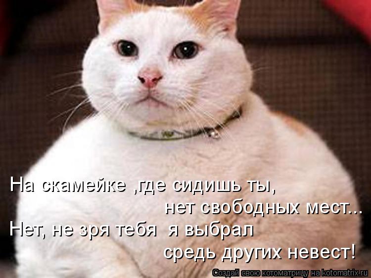 Котоматрица: На скамейке ,где сидишь ты,   нет свободных мест... Нет, не зря тебя  я выбрал средь других невест!