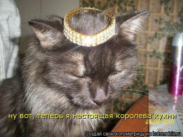 Котоматрица: ну вот, теперь я настоящая королева кухни