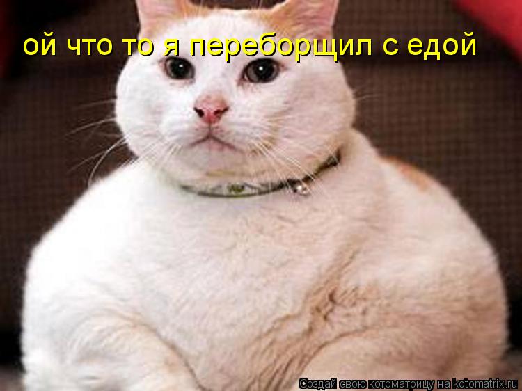 Котоматрица: ой что то я переборщил с едой