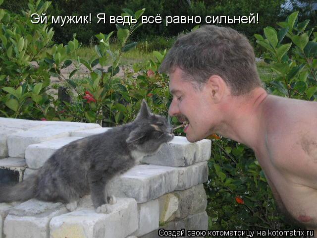 Котоматрица: Эй мужик! Я ведь всё равно сильней!