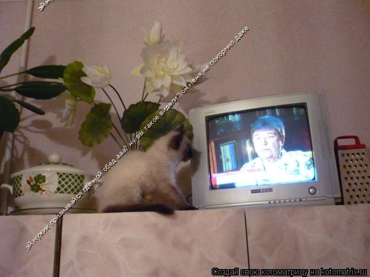 Котоматрица: эй мужик признавайся где мой обед ааа? ну вы такое видели? он меня не покормил даже эй мужик признавайся где мой обед ааа? ну вы такое видели? 