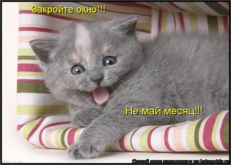 Закройте окно!!! Не май месяц!!!... Котоматрица: Закройте окно!!! Не май месяц!!!