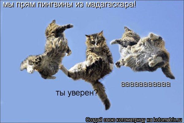 мы прям пингвины из мадагаскара! ты уверен? ааааааааааа... Котоматрица: мы прям пингвины из мадагаскара! ты уверен? ааааааааааа