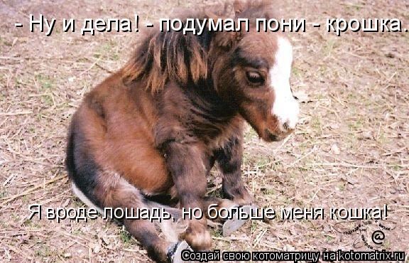- Ну и дела! - подумал пони - крошка. Я вроде лошадь, но больше меня кошка!... Котоматрица: - Ну и дела! - подумал пони - крошка. Я вроде лошадь, но больше меня кошка!