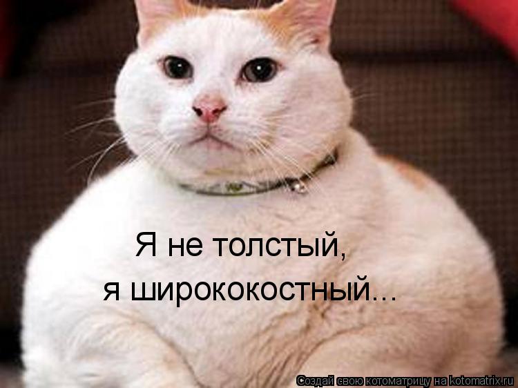 Я не толстый, я ширококостный...... Котоматрица: Я не толстый, я ширококостный...
