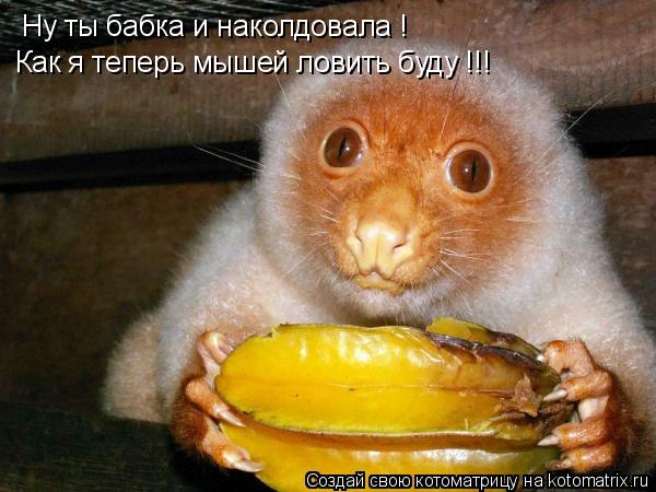 Ну ты бабка и наколдовала ! Как я теперь мышей ловить буду !!!... Котоматрица: Ну ты бабка и наколдовала ! Как я теперь мышей ловить буду !!!