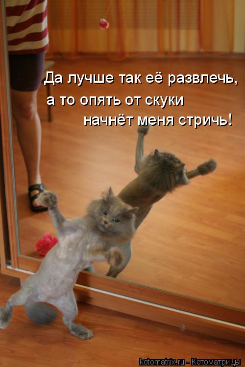 Котоматрица: Да лучше так её развлечь, а то опять от скуки начнёт меня стричь!