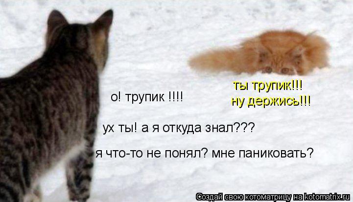 Котоматрица: о! трупик !!!! ты трупик!!! ух ты! а я откуда знал??? ну держись!!! я что-то не понял? мне паниковать?