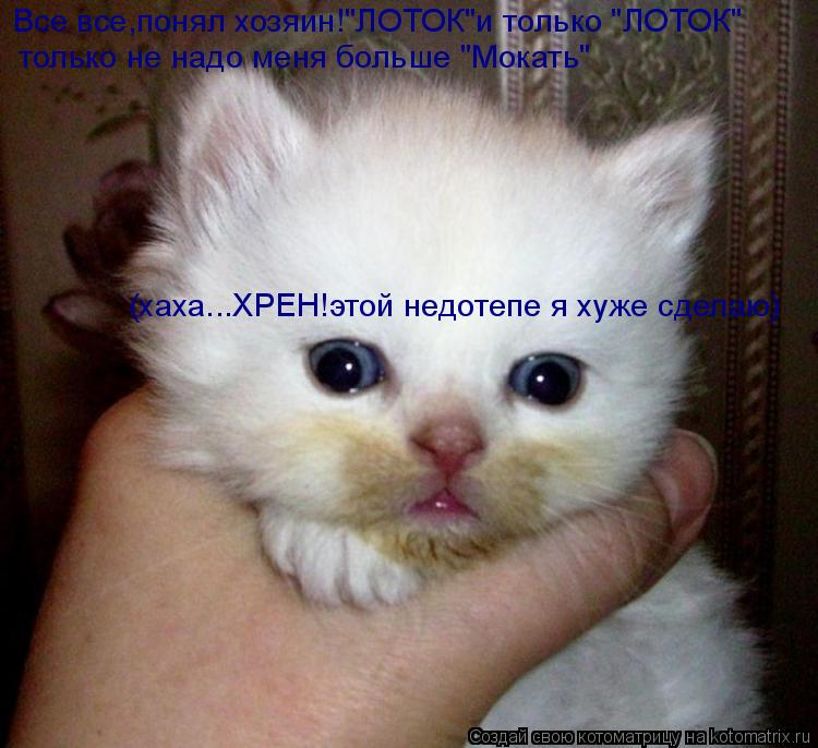 Котоматрица: Все все,понял хозяин!"ЛОТОК"и только "ЛОТОК" только не надо меня больше "Мокать" (хаха...ХРЕН!этой недотепе я хуже сделаю)